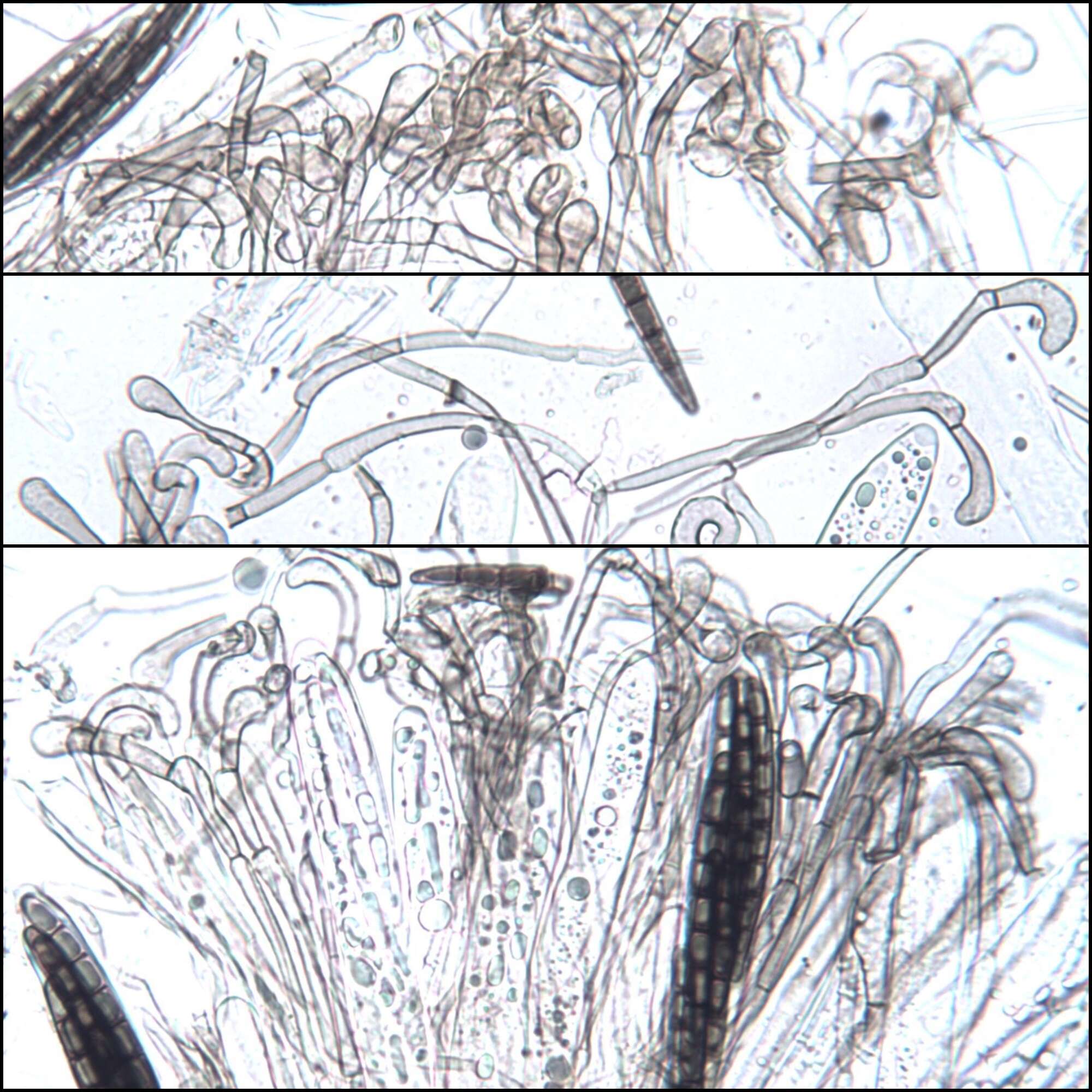 صورة Geoglossum brunneipes Arauzo, A. Lebre & Becerra 2014