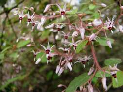 Image of Lasiopetalum floribundum Benth.