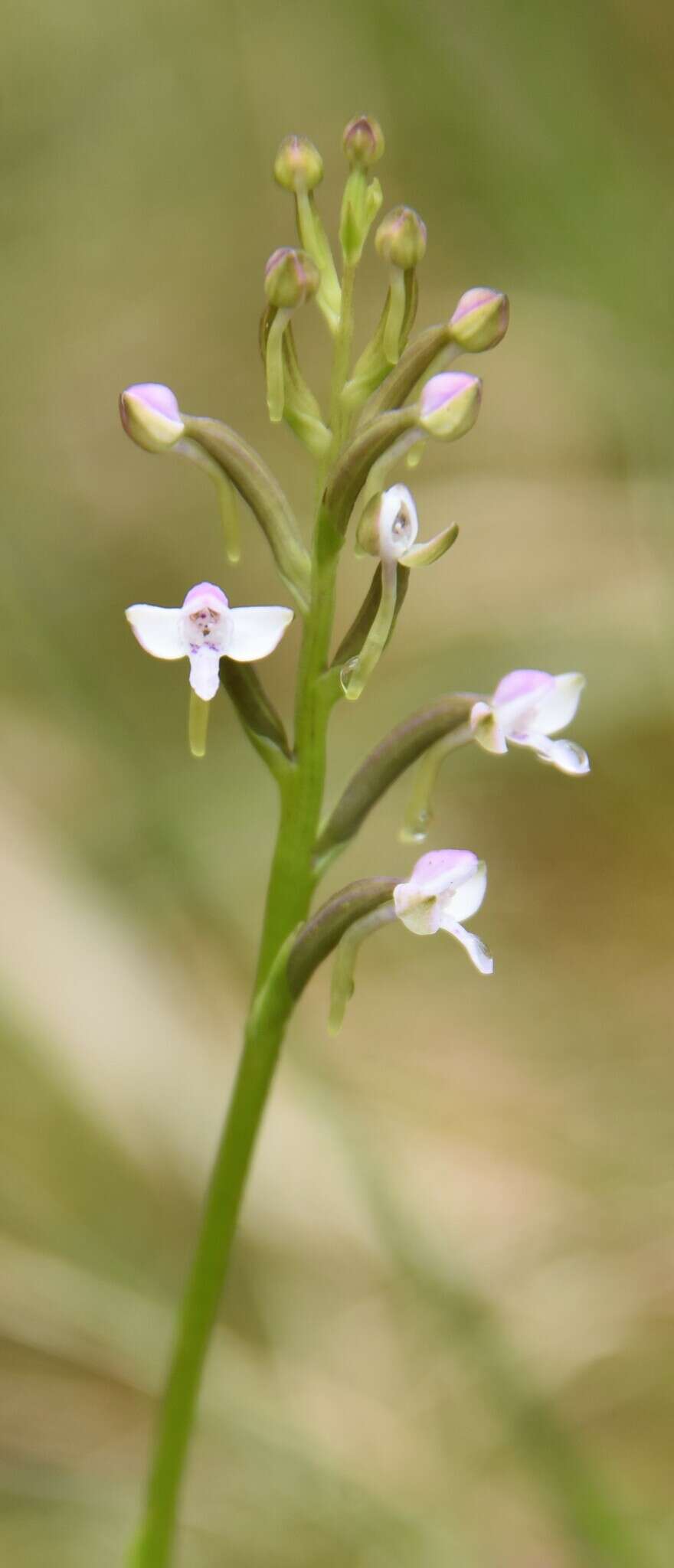 Cynorkis rosellata (Thouars) Bosser的圖片