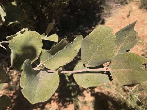 Image of Millettieae