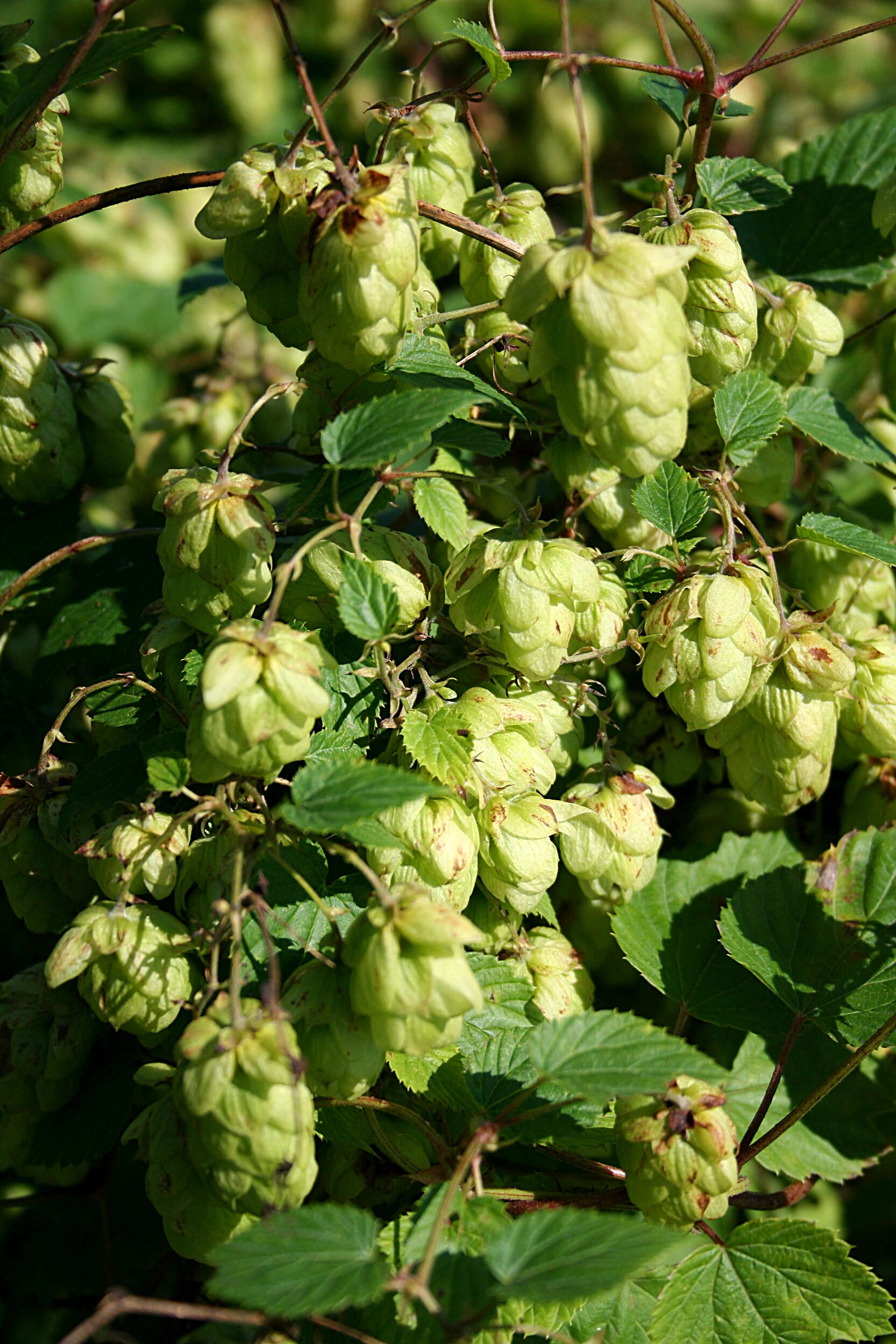 Image of common hop