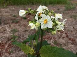 Image of Solanum guaraniticum A. St.-Hil.