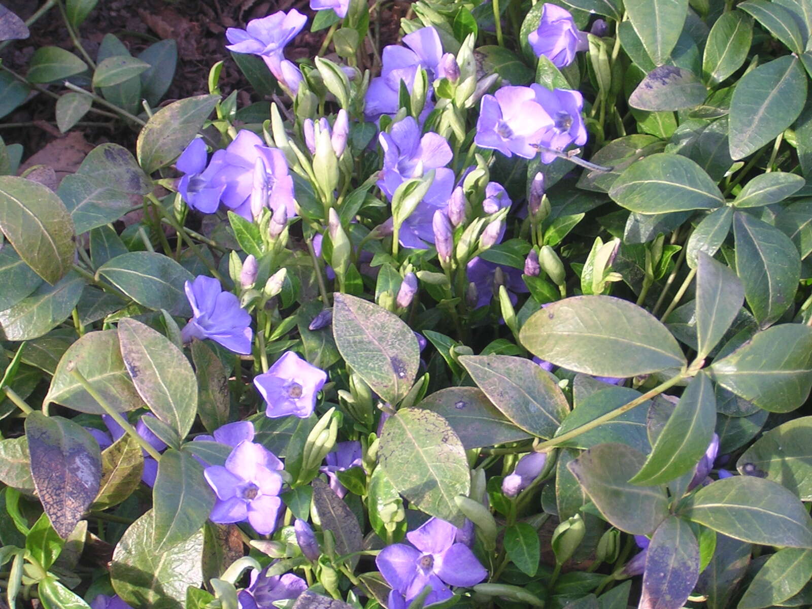 Image of Common Periwinkle