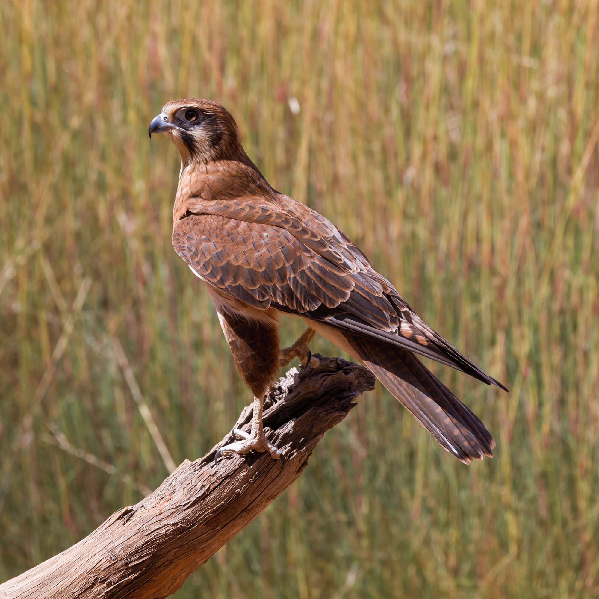 Image of Brown Falcon