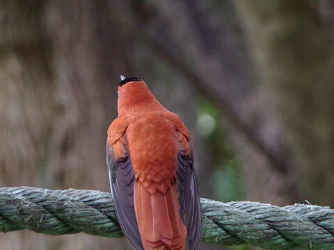 Image of Juan Fernandez Firecrown