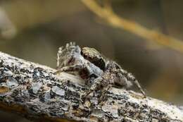 Image of Habronattus conjunctus (Banks 1898)