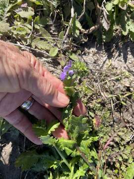 Image of sand phacelia