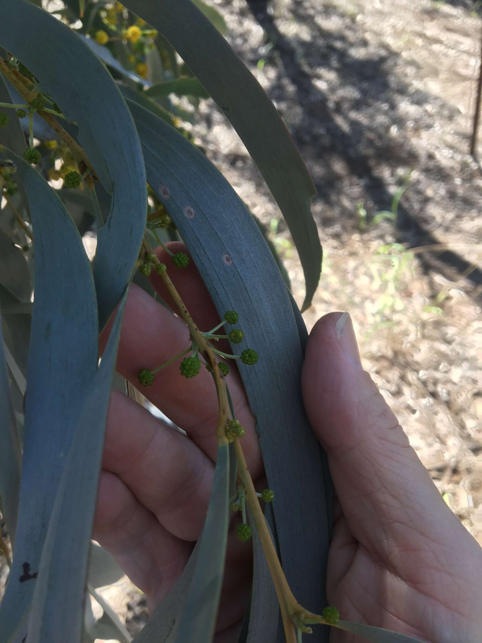 Image of Acacia harpophylla F. Muell. ex Benth.