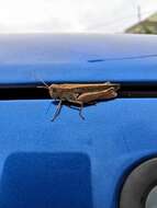 Image of Canarian Pincer Grasshopper