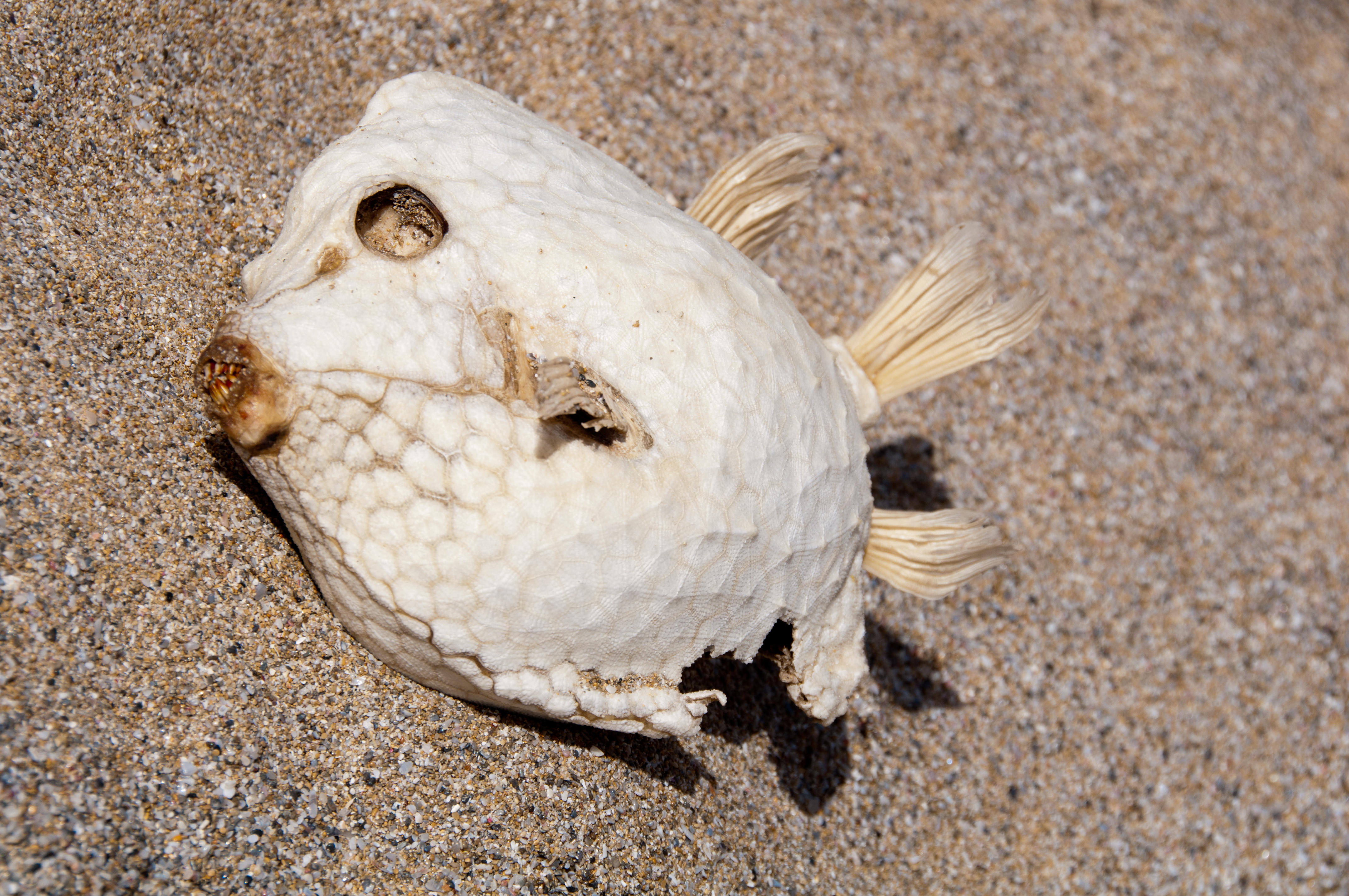 Image of High-backed boxfish