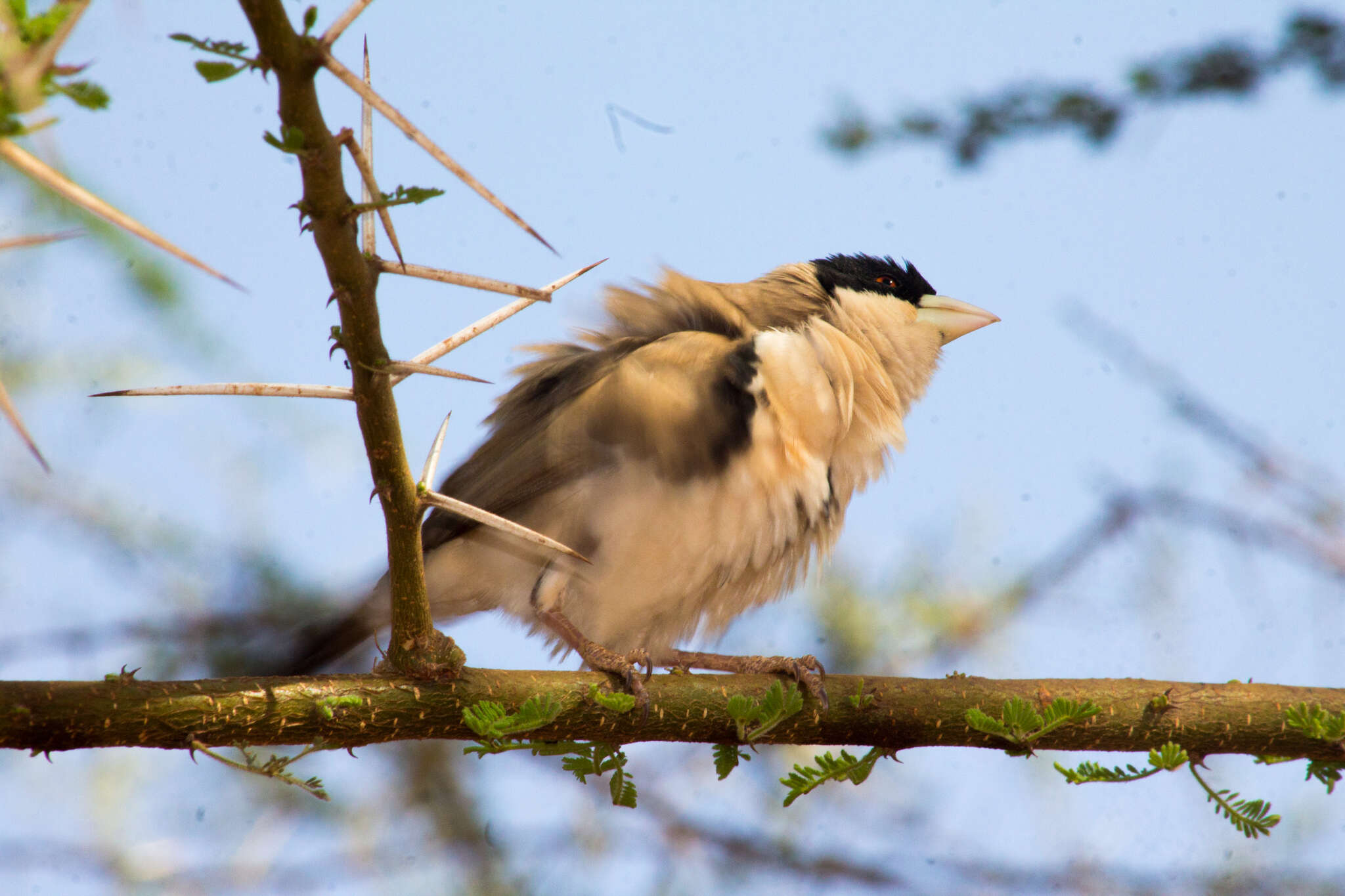 Image of Black-capped Social Weaver