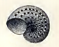 Image of <i>Skenea catenoides</i> (Monterosato 1877)
