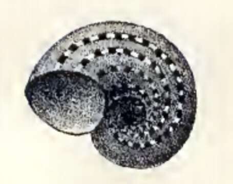 Image of Skenea J. Fleming 1825