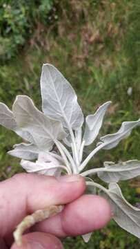 Image de Sideritis candicans Aiton