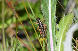 Слика од Buckellacris chilcotinae (Hebard 1922)