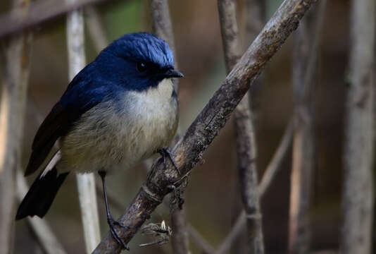 Image de Gobemouche bleu-ardoise