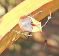 صورة Galaesus hasticornis (Thunberg 1784)