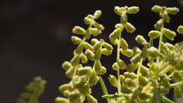 Image of weakleaf bur ragweed