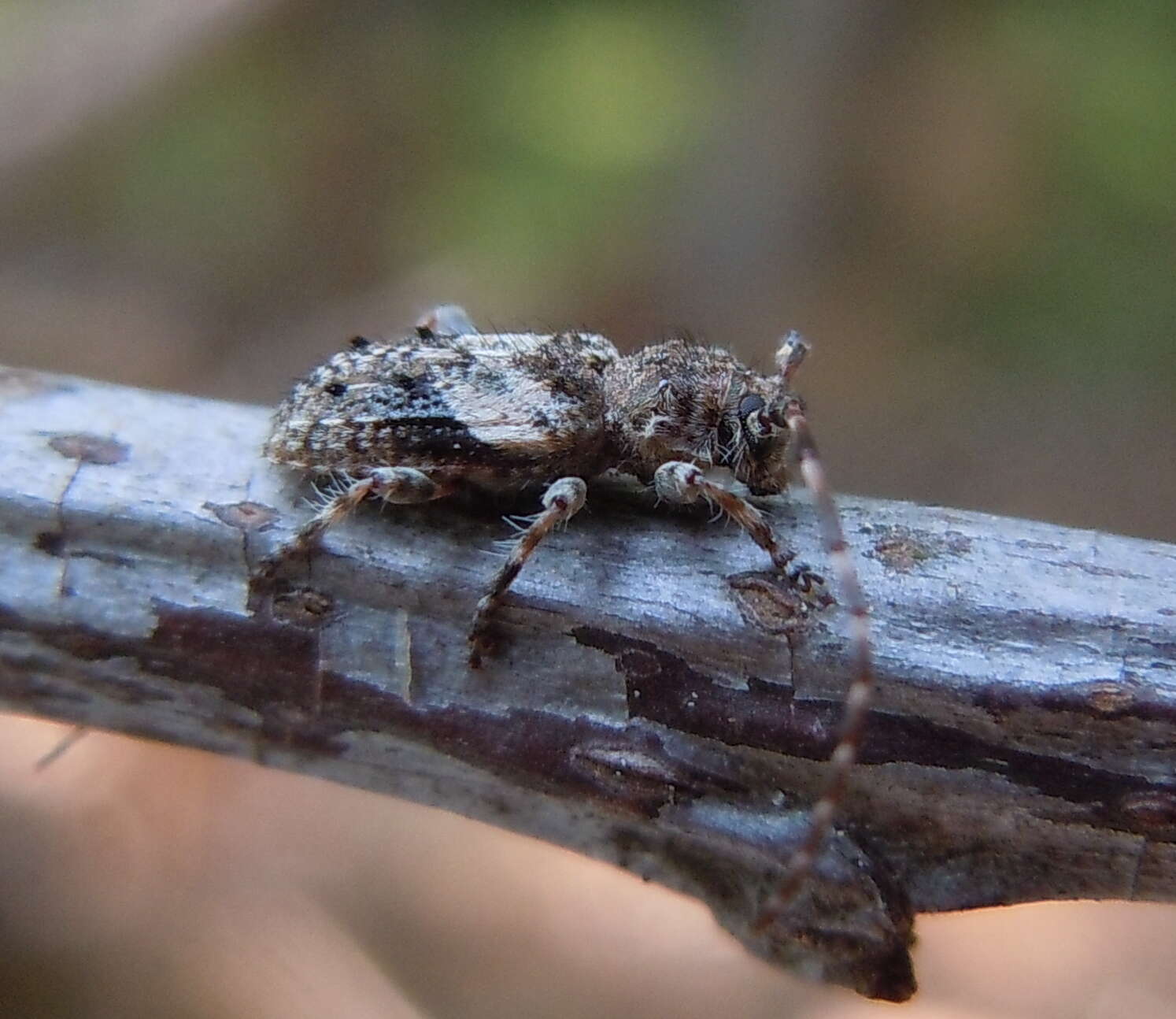 Image of Pogonocherus decoratus Fairmaire 1855