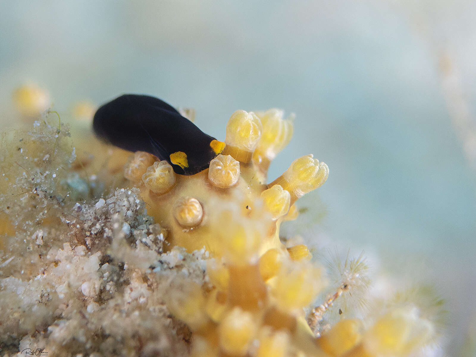 Image of Chelidonura flavolobata Heller & T. E. Thompson 1983