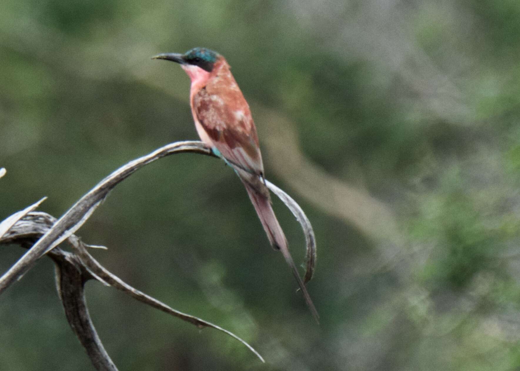 Imagem de Merops nubicoides Des Murs & Pucheran 1846