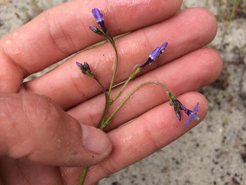 Image of greater yellowthroat gilia