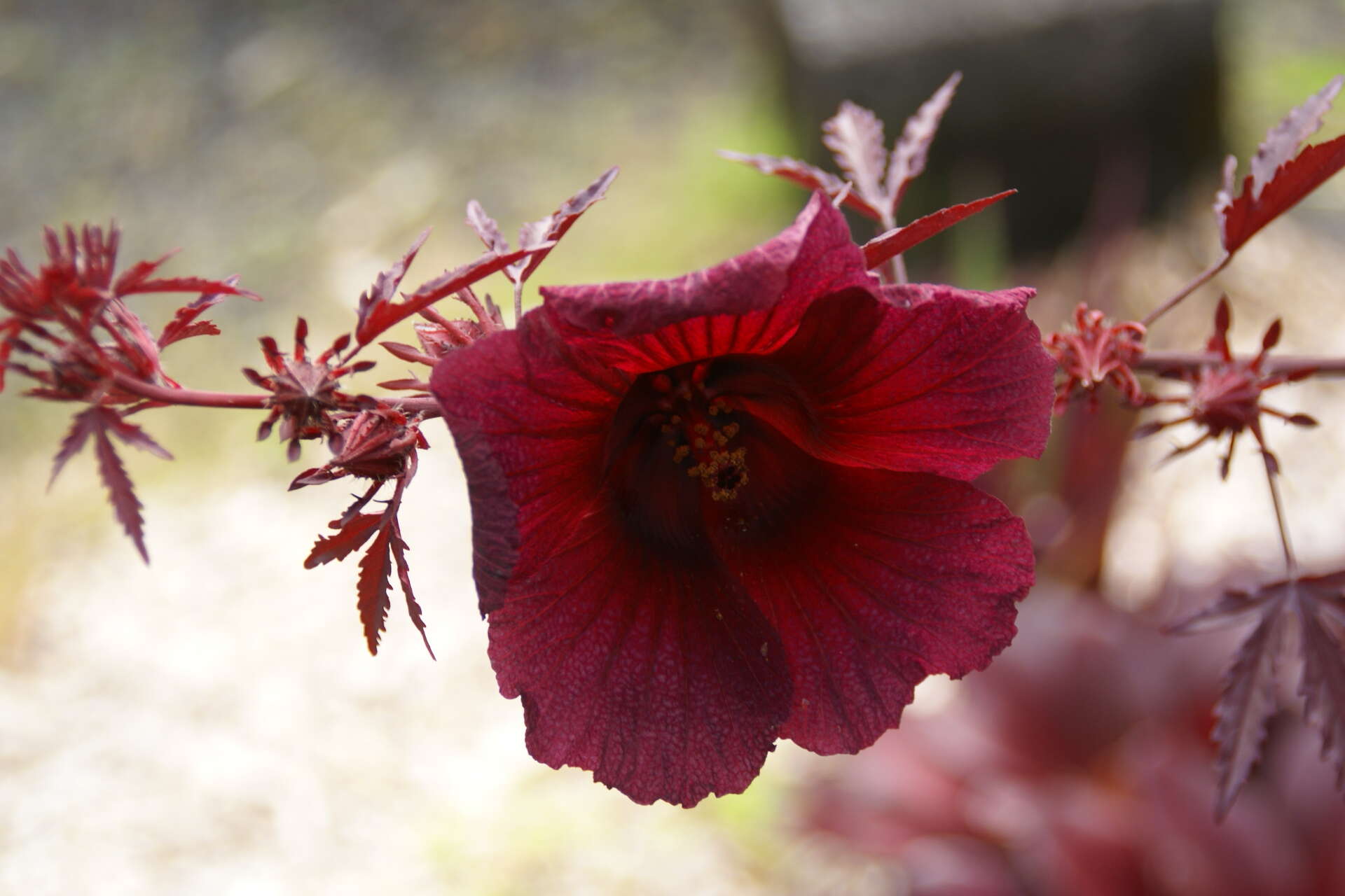 Image of African rosemallow