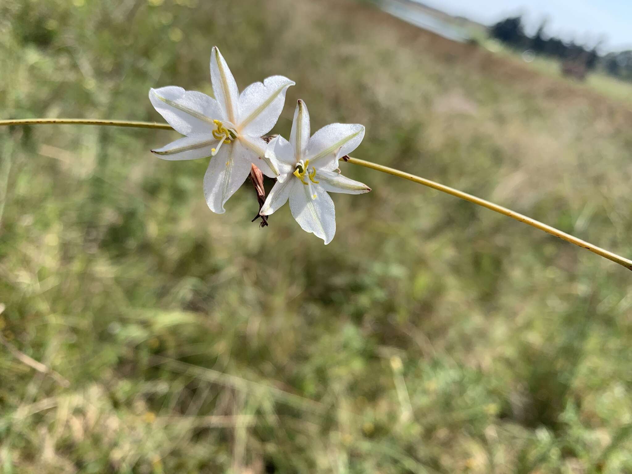 Plancia ëd Chlorophytum fasciculatum (Baker) Kativu