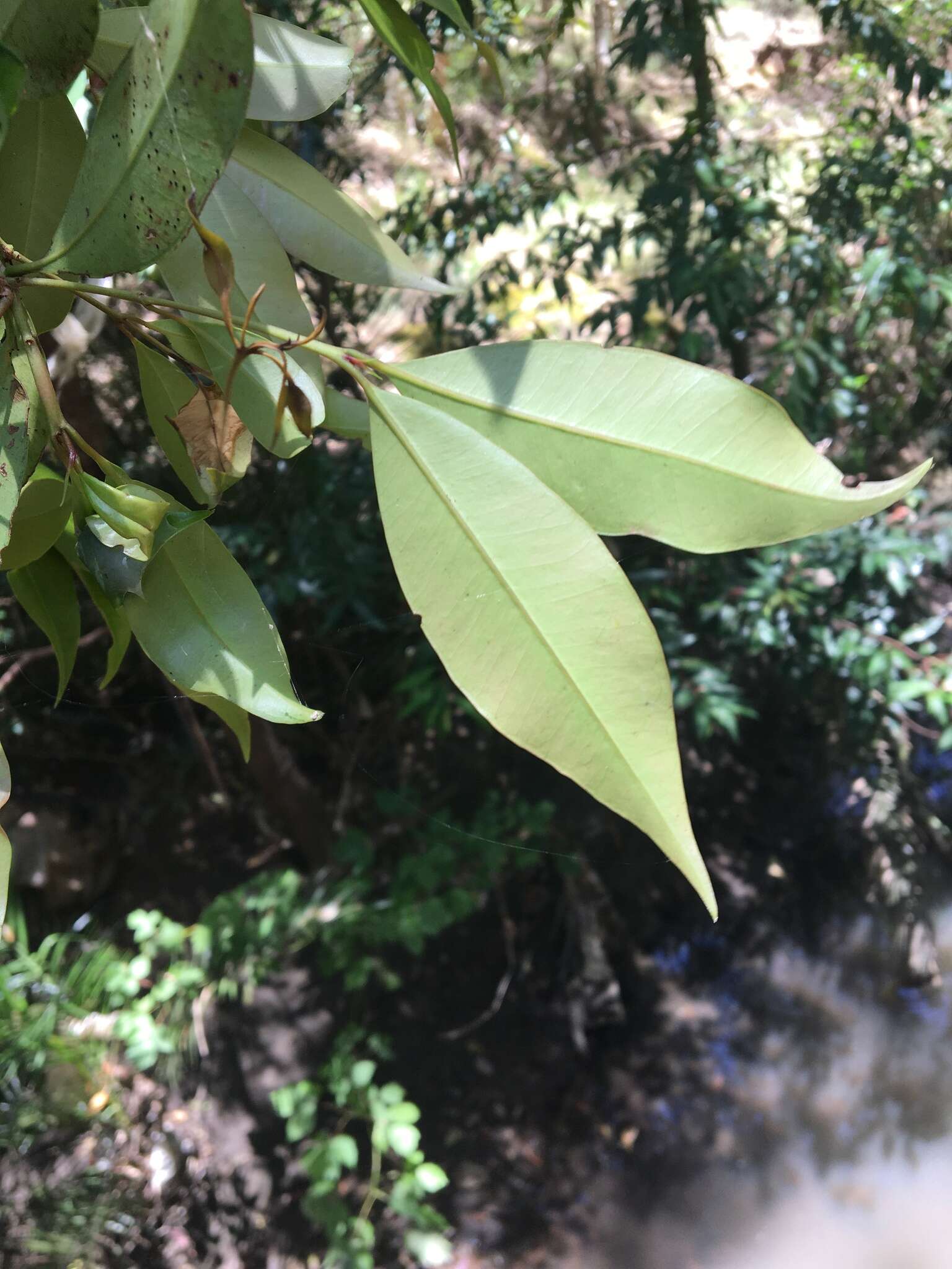 Image of Blue Cherry