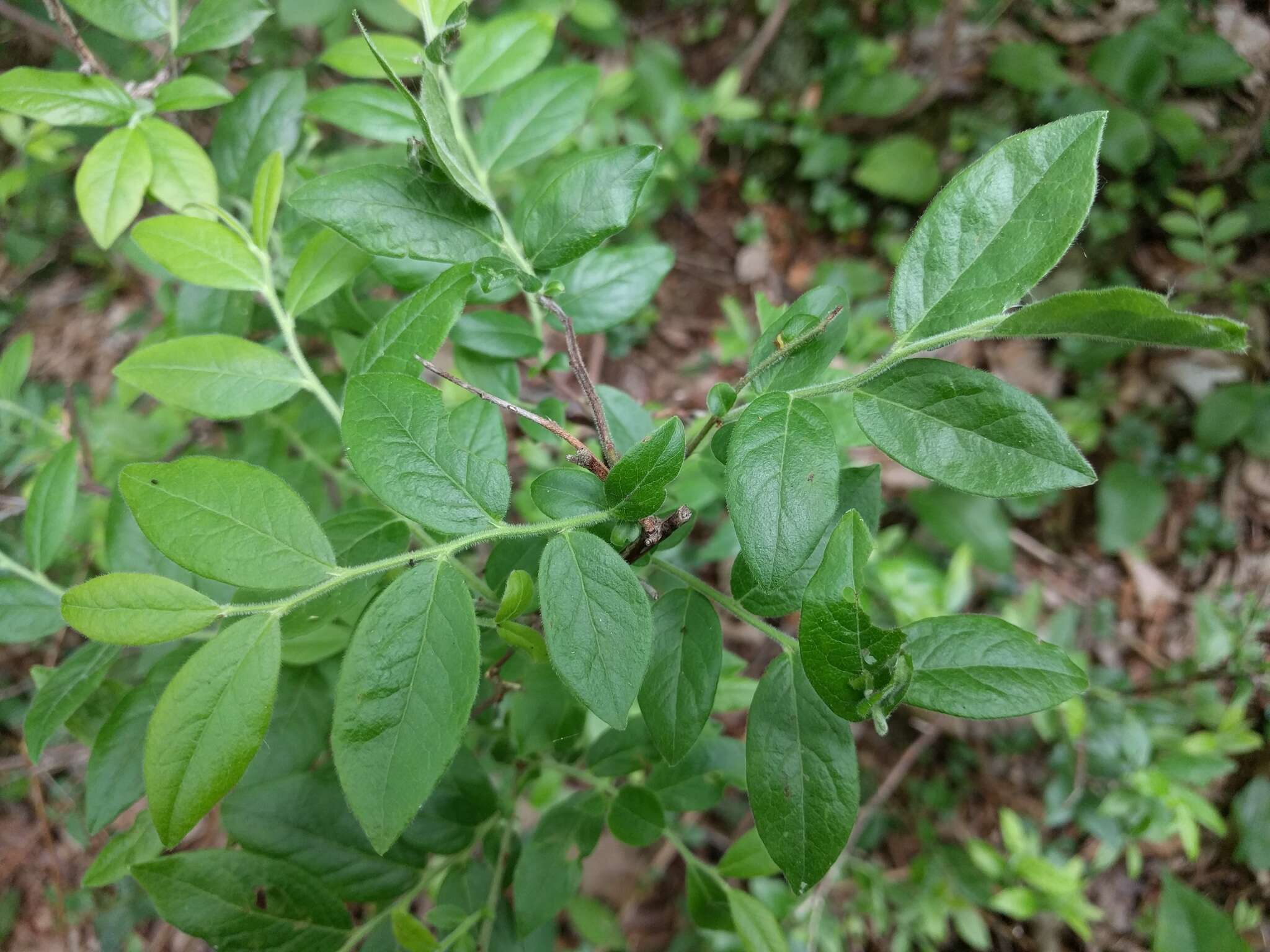 Image of velvetleaf huckleberry