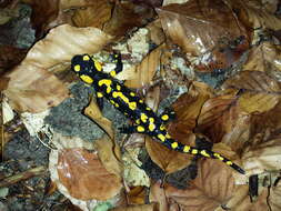 Image of Common Fire Salamander