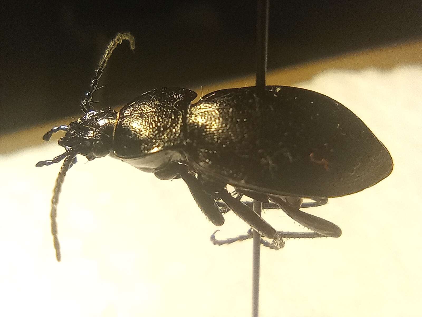 Imagem de Carabus (Archicarabus) monticola Dejean 1826