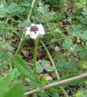 Phyla nodiflora (L.) Greene resmi