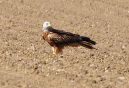 Image of Red Kite