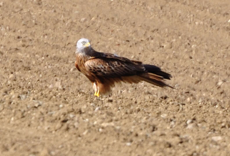 Image of Red Kite