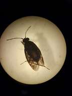 صورة Macrosaldula scotica (Curtis 1833)