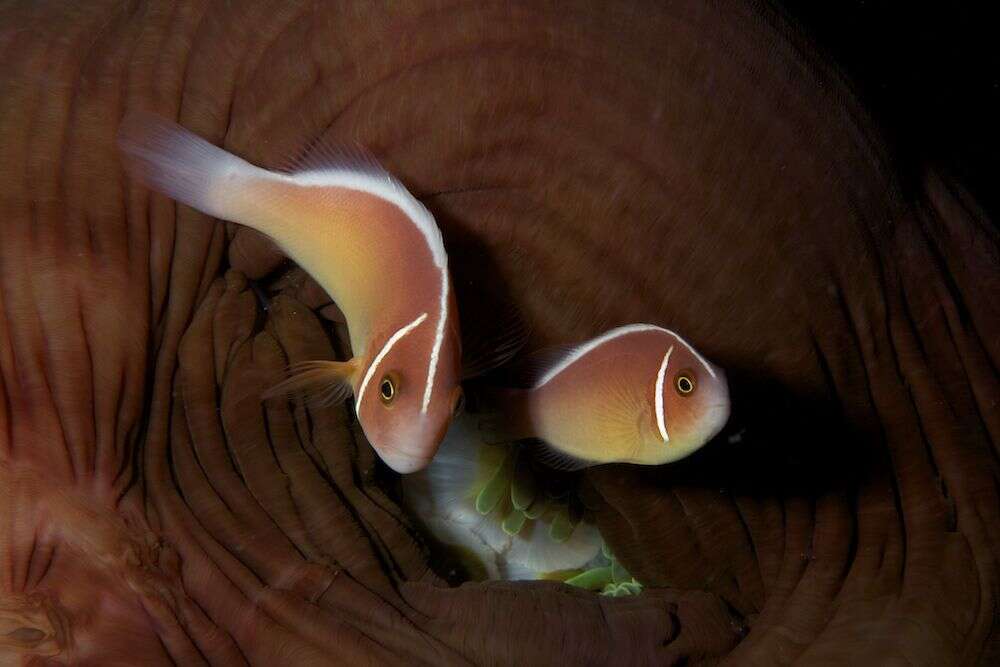 Image of Pink anemonefish