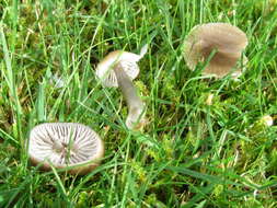 Imagem de Hygrocybe irrigata