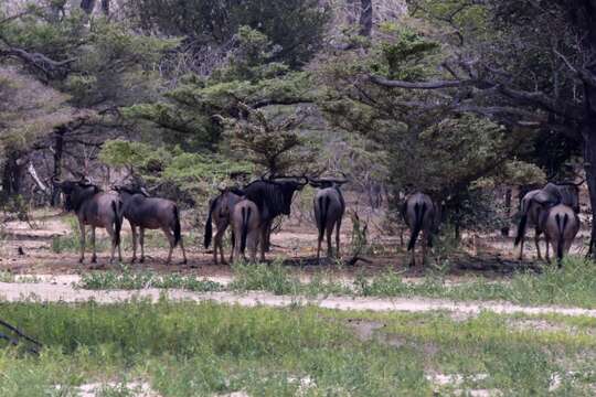 Image of Nyassaland Wildebeest