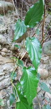 Image of Betel pepper