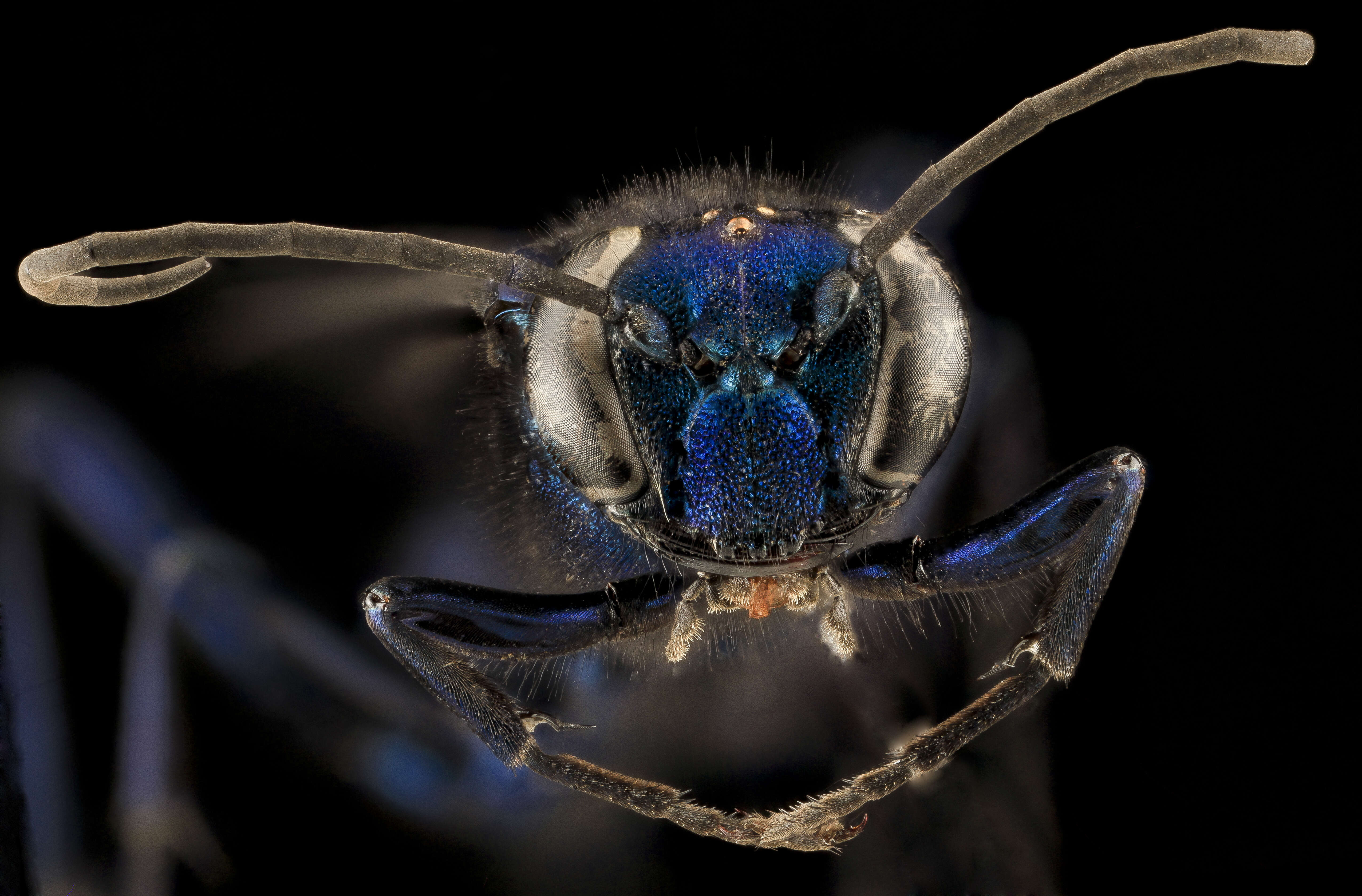 Image of Blue Mud Wasp