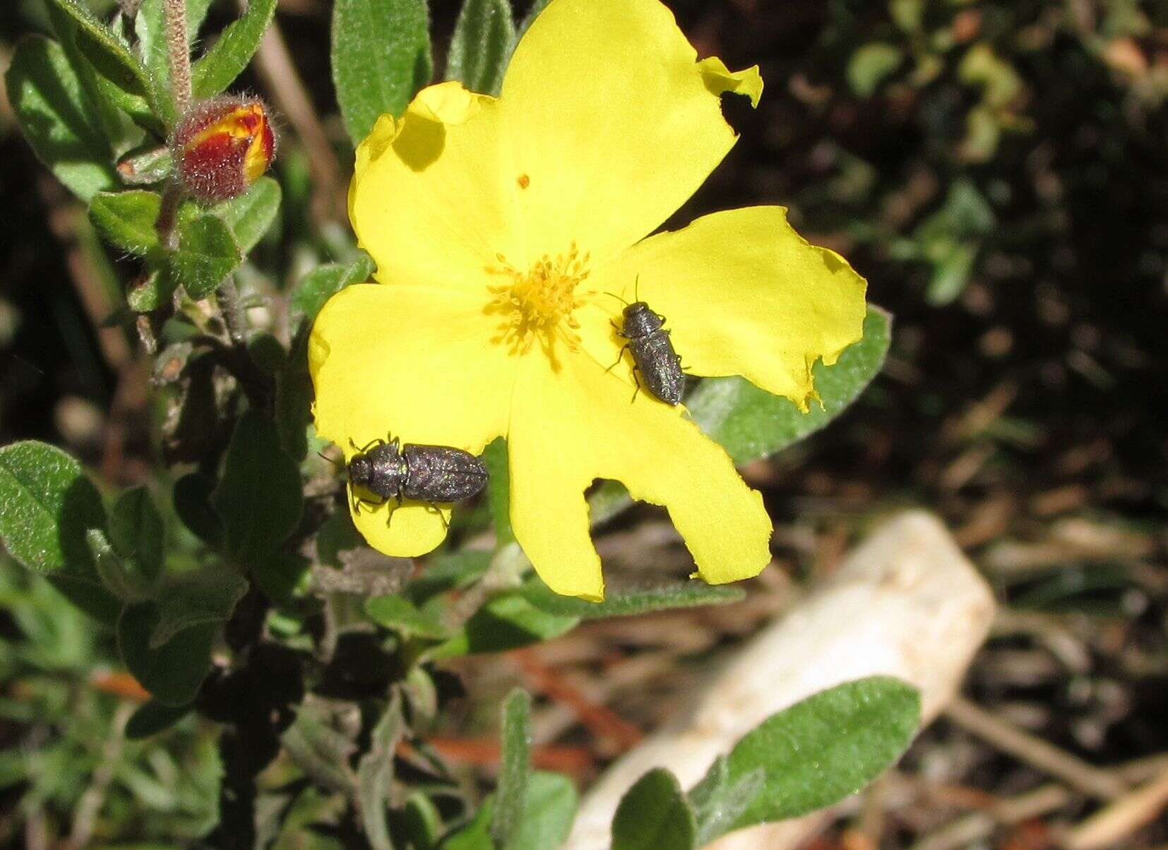 Image of Anthaxia sepulchralis (Fabricius 1801)