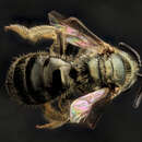 Image of Lasioglossum gotham