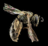 Image of Lasioglossum gotham