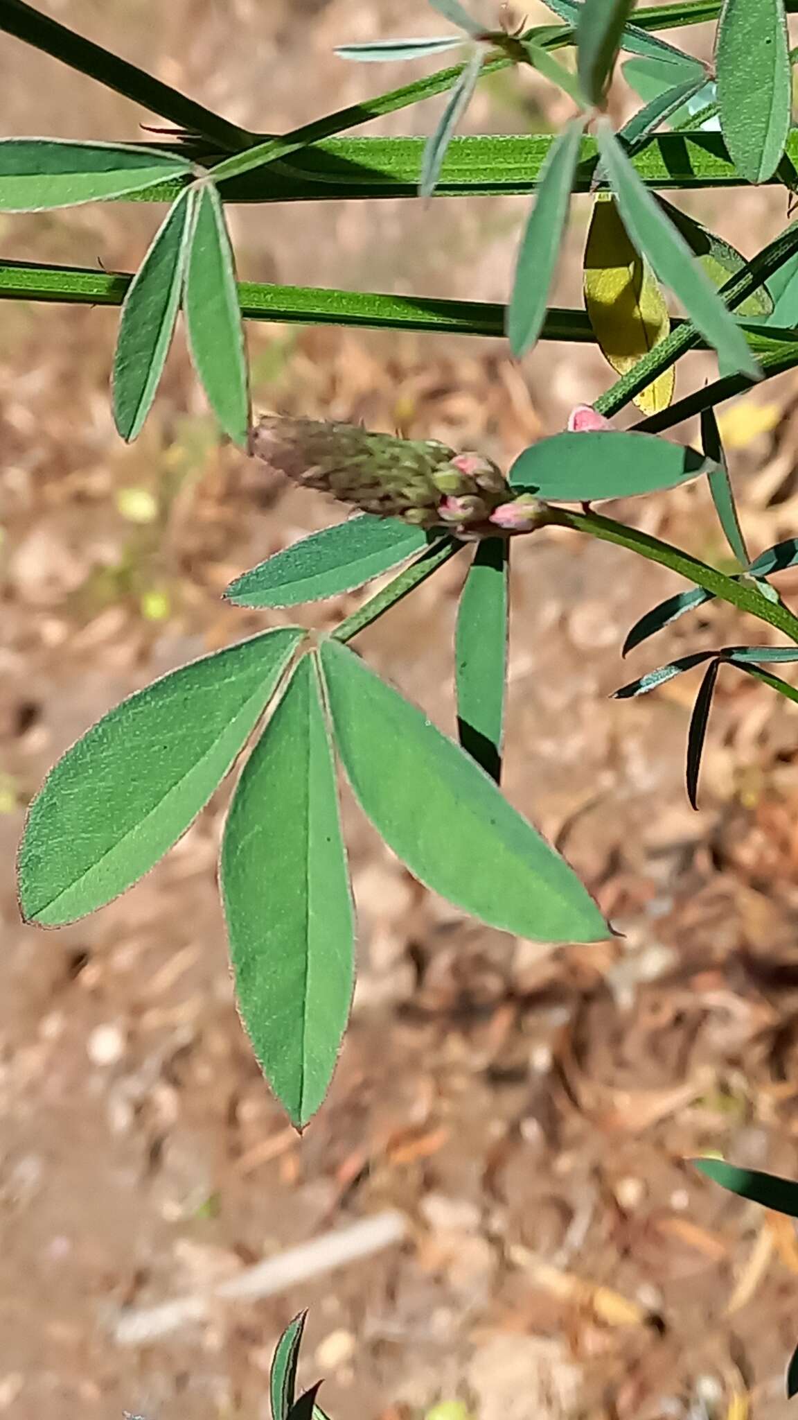 Plancia ëd Indigofera triquetra E. Mey.