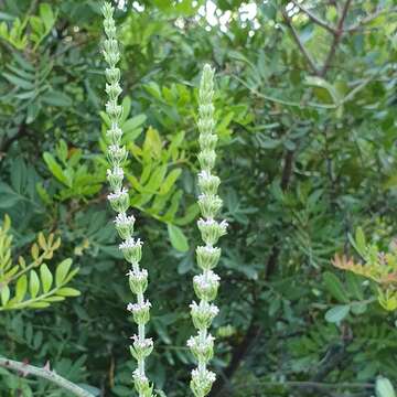 Image of Micromeria myrtifolia Boiss. & Hohen.