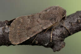 Orthosia populeti Fabricius 1781 resmi