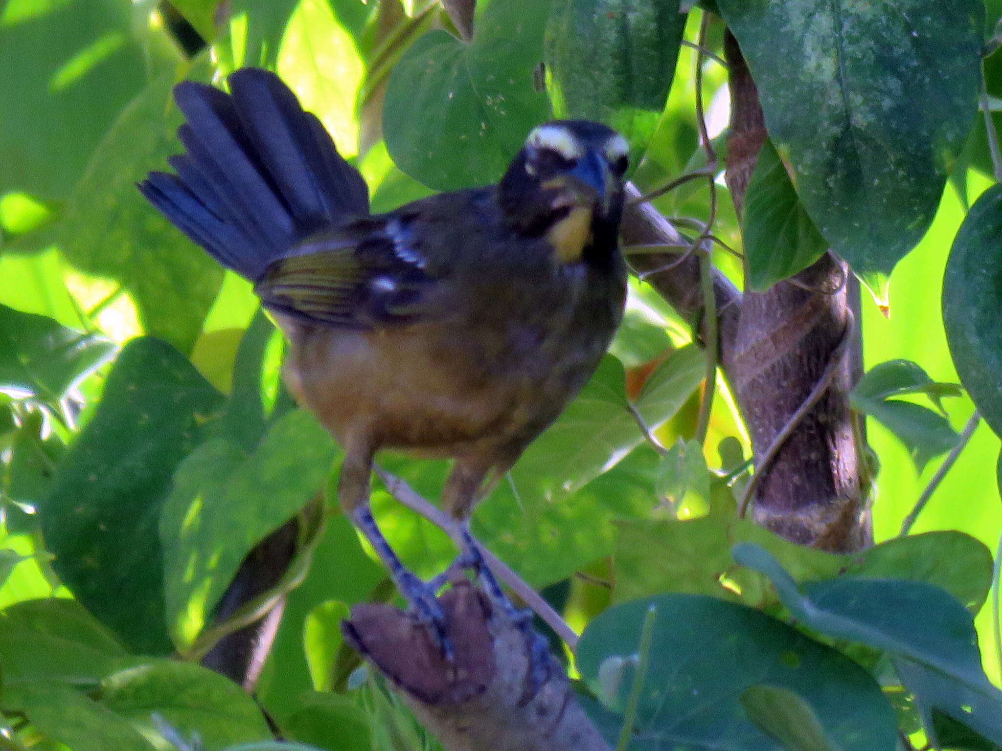 Image of Cinnamon-bellied Saltator