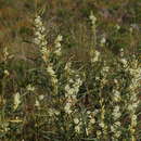 Sivun Acacia suaveolens (Sm.) Willd. kuva