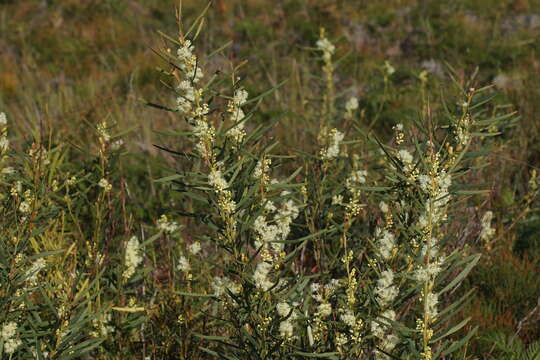 Imagem de Acacia suaveolens (Sm.) Willd.